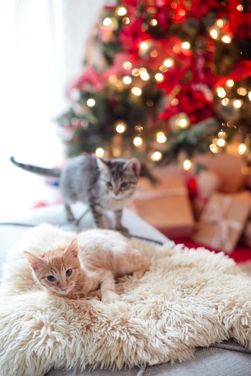 http://freshmommyblog.com/wp-content/uploads/2015/12/Our-new-Christmas-kittens-Gingerbread-and-Noel-4.jpg