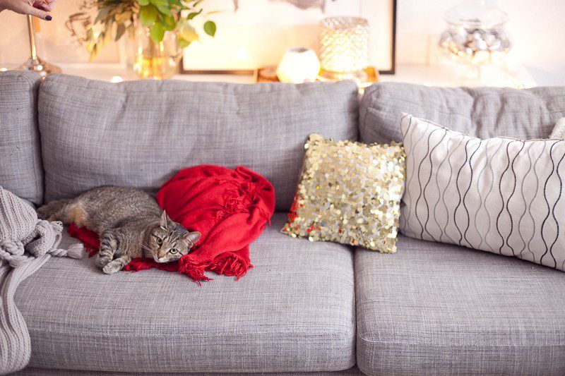 Blue Family Photo Christmas Cards 2016 from Minted