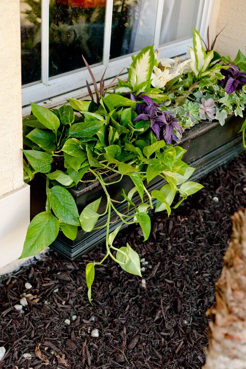 5 Tips for the Perfect DIY Window Box to instantly update your home and curb appeal! Flower window box basics and how to fill a thriving window planter. 