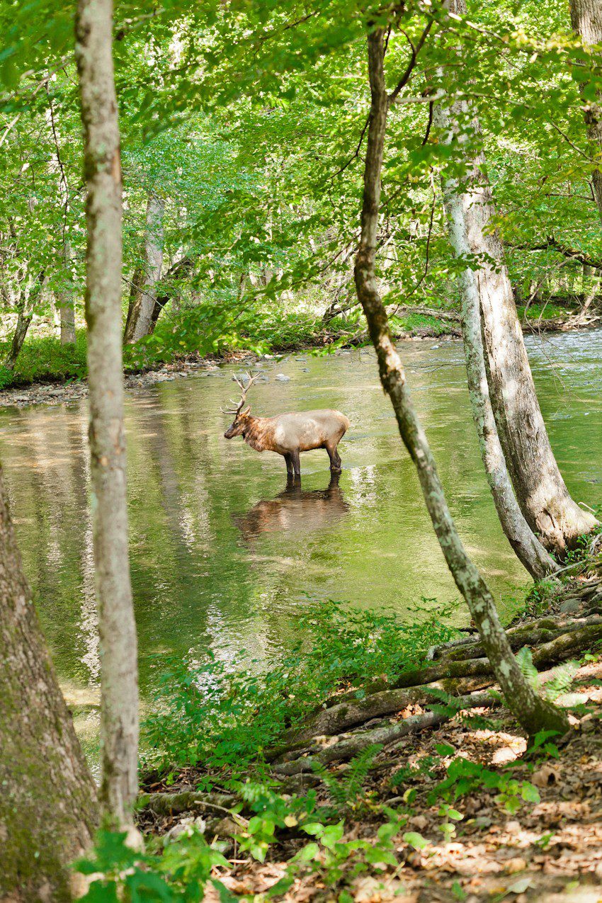 A Quick Maggie Valley Travel Guide for your Next Smoky Mountains Vacation featured by top Florida travel, life and style blog, Fresh Mommy Blog: elk sightings