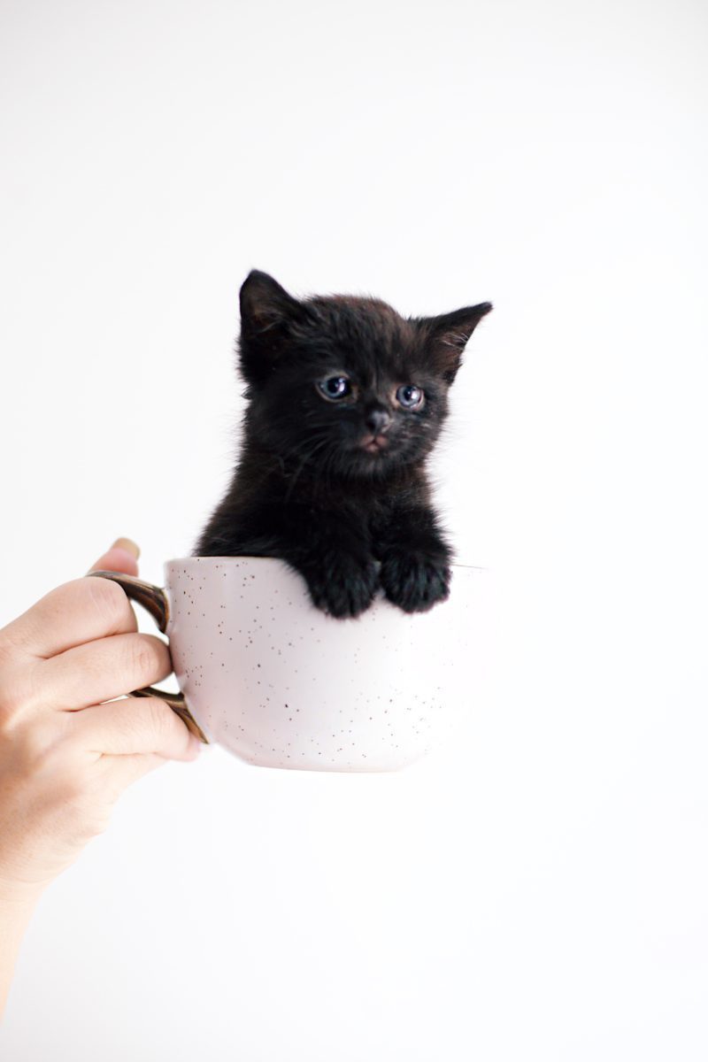 Kitten Care Tips: 5 Essentials you Need to Raise a Cat by popular lifestyel blogger Tabitha Blue of Fresh Mommy Blog: image of  hand holding a white tea cup with black kitten in it.