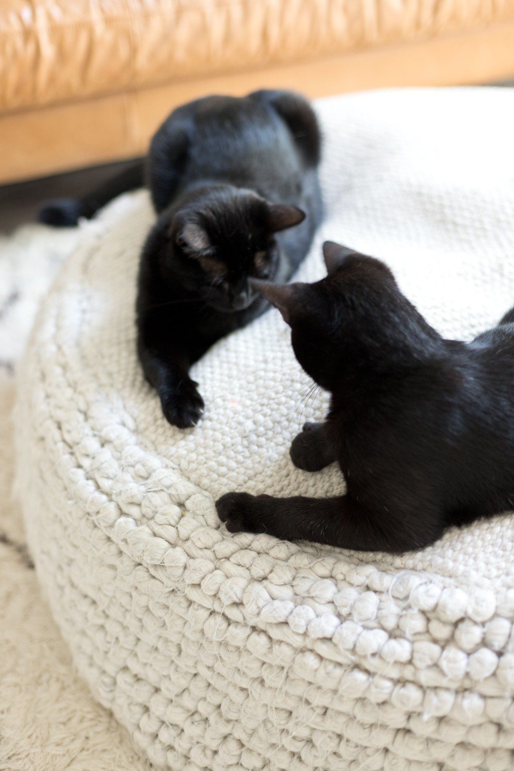 Kitten Care Tips: 5 Essentials you Need to Raise a Cat by popular lifestyel blogger Tabitha Blue of Fresh Mommy Blog: image of two black cats sitting on a cream woven floor ottoman in front of a camel colored leather couch.