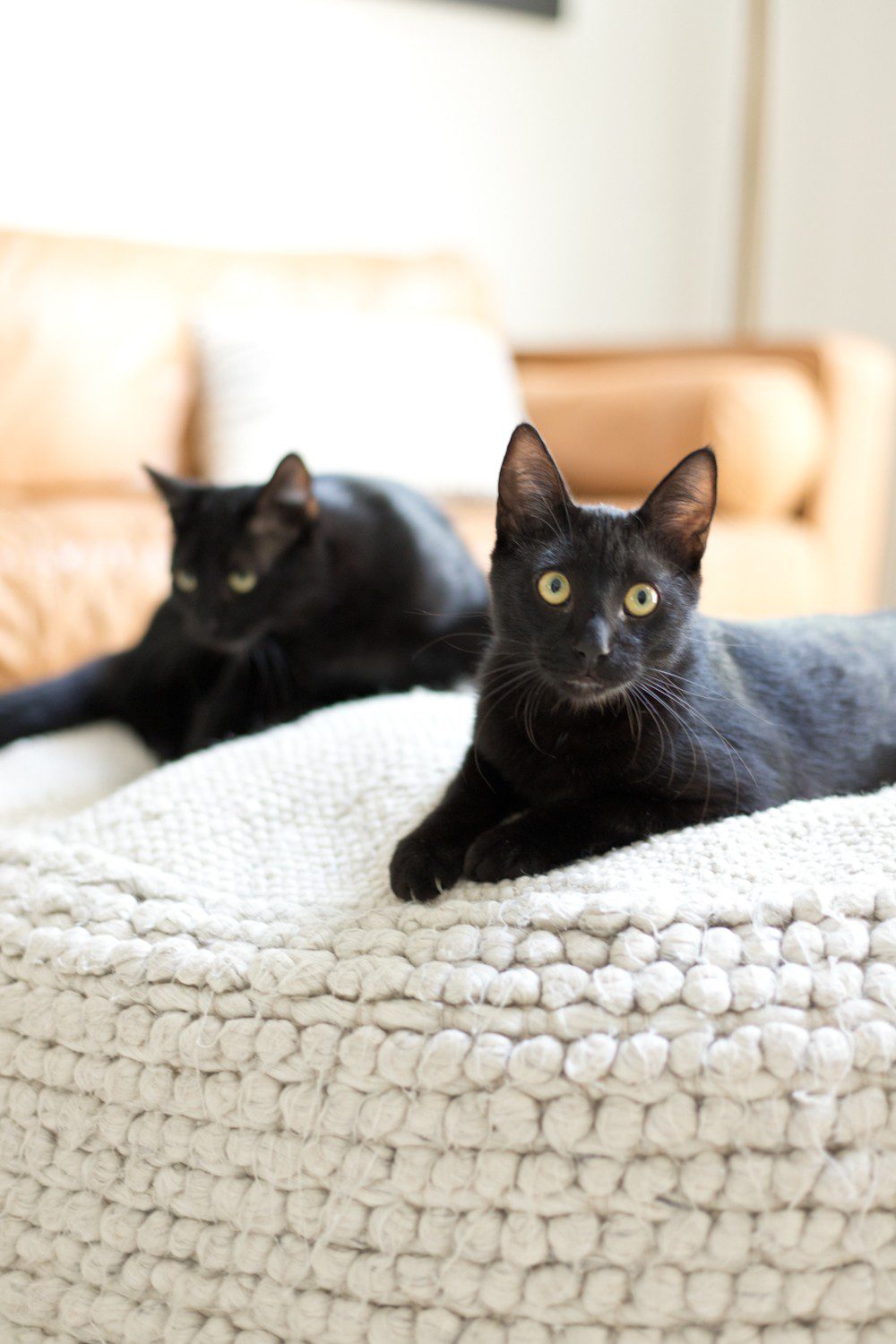 Kitten Care Tips: 5 Essentials you Need to Raise a Cat by popular lifestyel blogger Tabitha Blue of Fresh Mommy Blog: image of two black cats sitting on a cream woven floor ottoman in front of a camel colored leather couch with mud cloth throw pillows.