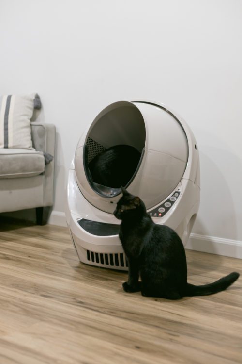 Essential Kitten Care Tips Lifestyle Fresh Mommy Blog