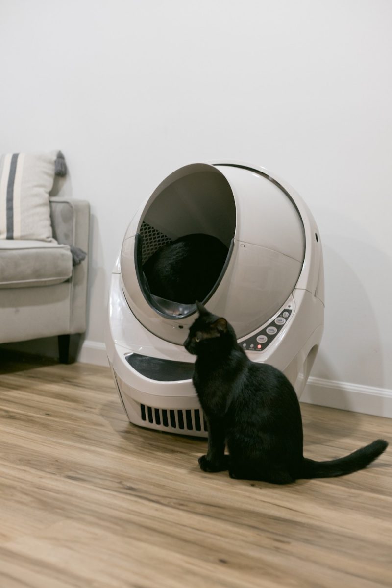 Essential Kitten Care Tips Lifestyle Fresh Mommy Blog