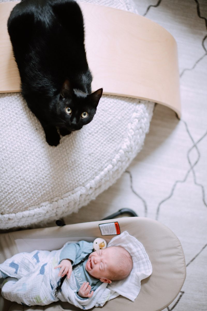 What You Don’t Know About Cats and Newborns Living Together Fresh