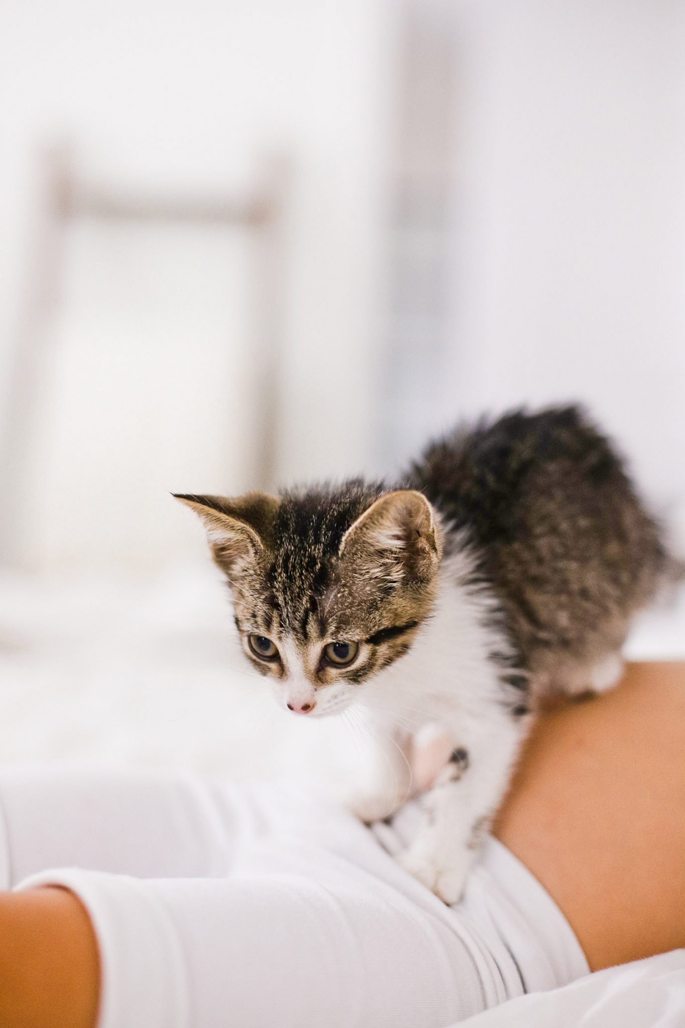 What You Don’t Know About Cats and Newborns Living Together Fresh