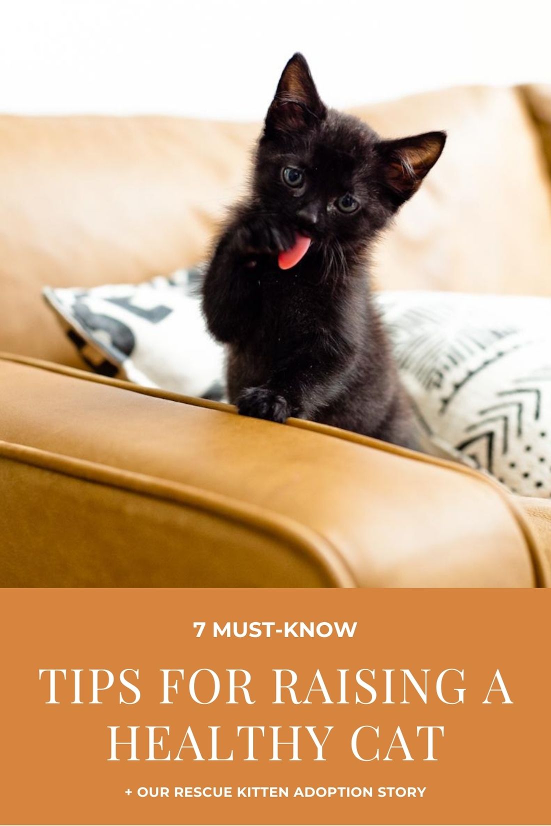 7 Must-Know Tips for Raising a Healthy Cat + Our Rescue Kitten Adoption Story | Solid Gold by popular Florida lifestyle blog, Fresh Mommy Blog: image of a black kitten on a couch.