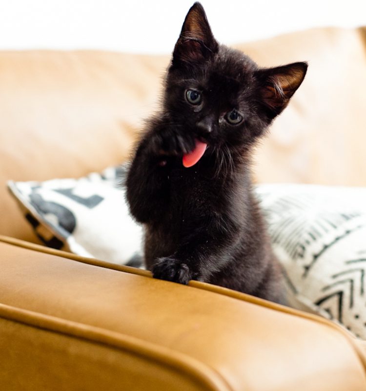 7 Spectacular Must-Know Tips for Raising a Healthy Cat - Our rescue kitten adoption story
