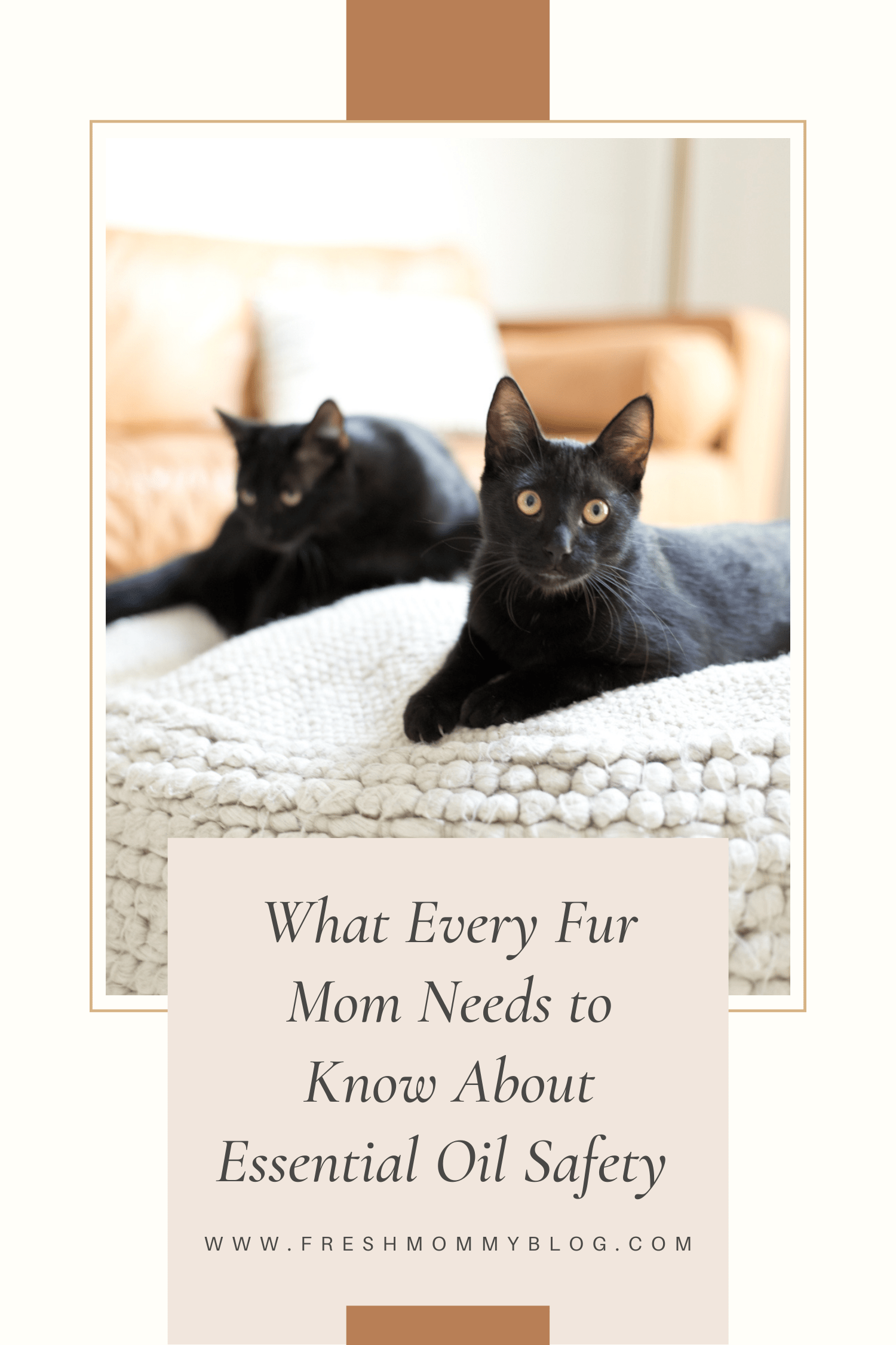 Is Essential Oil Safe for Cats, a comprehensive guide featured by top US lifestyle blogger, Tabitha Blue of Fresh Mommy Blog