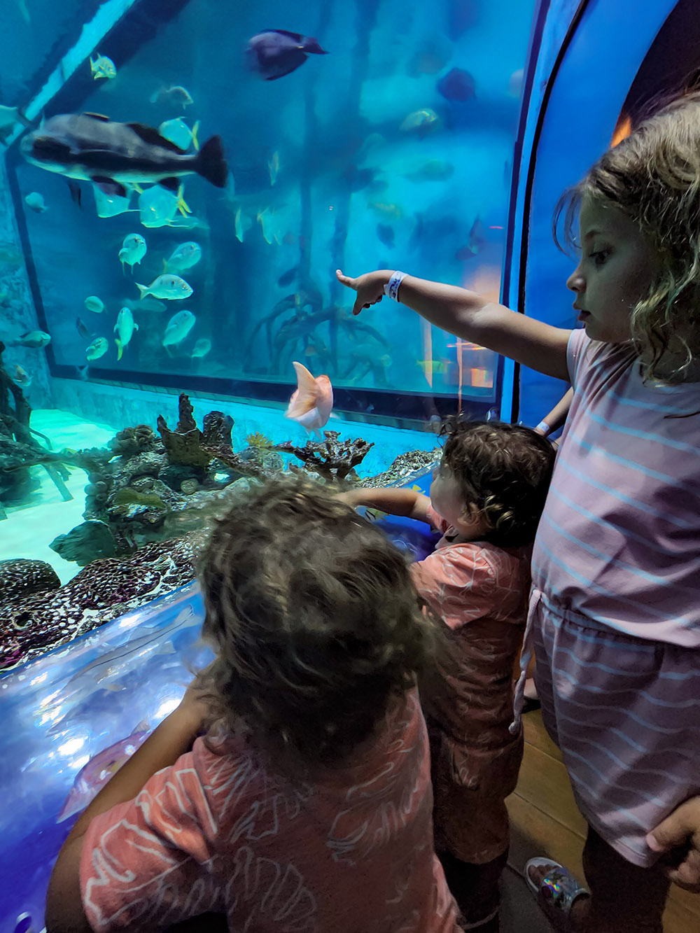 giant fish aquarium for kids at Tradewinds restaurant