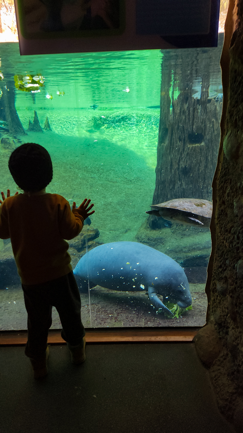We loved seeing the manatees at the Tampa Zoo